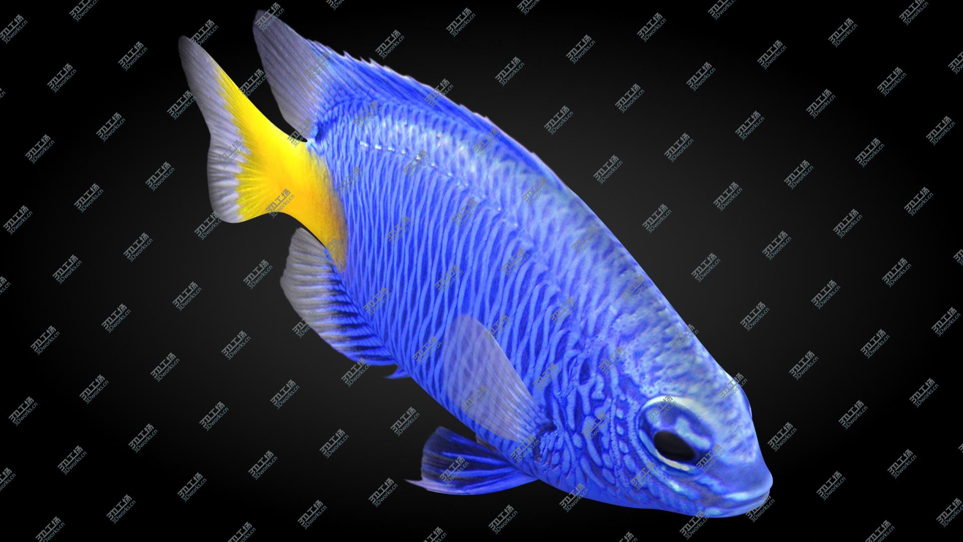images/goods_img/202105072/3D Yellowtail Damselfish model/3.jpg